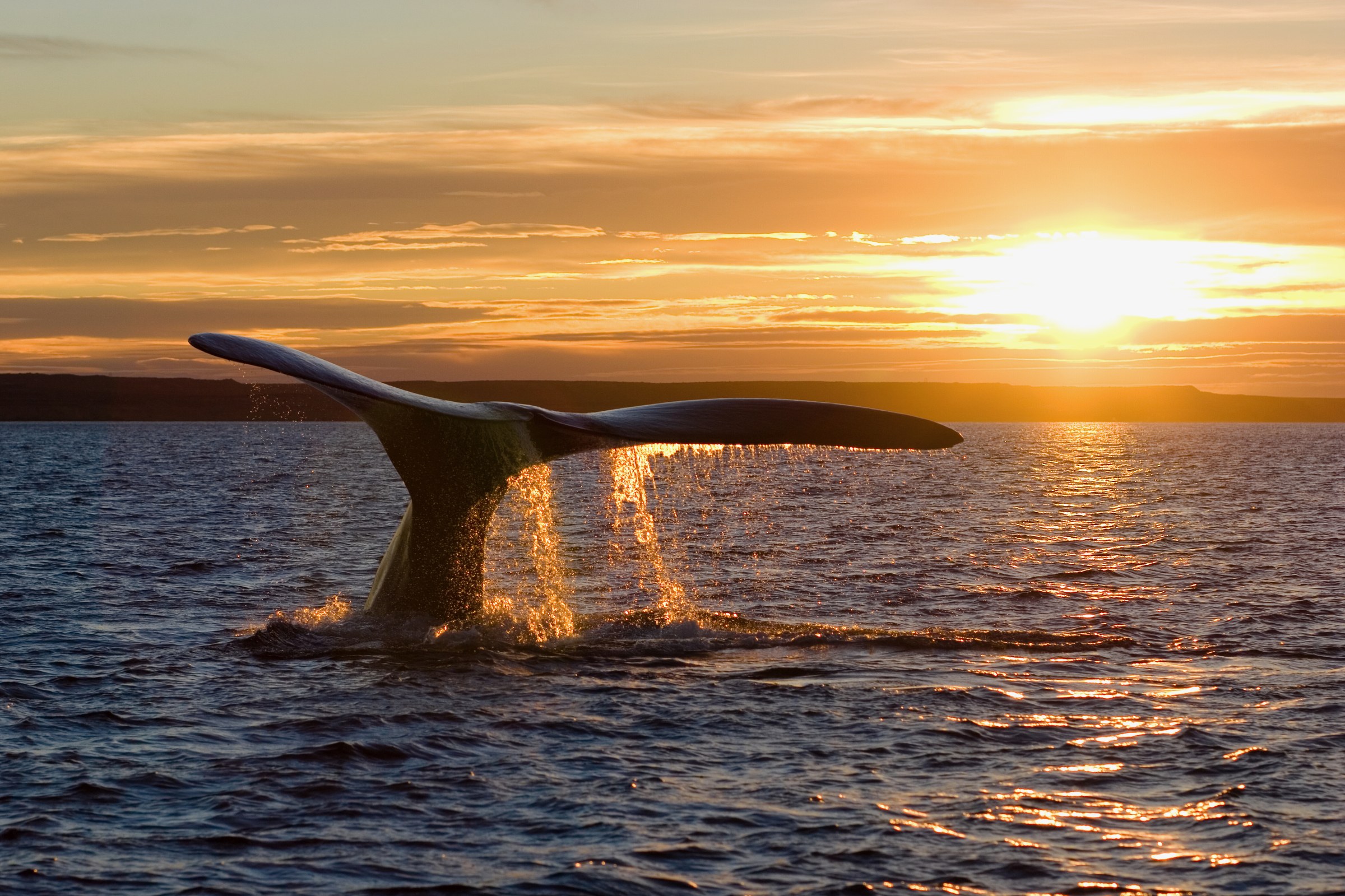 Ballena franca austral al atardecer en el Golfo Nuevo, Patagonia