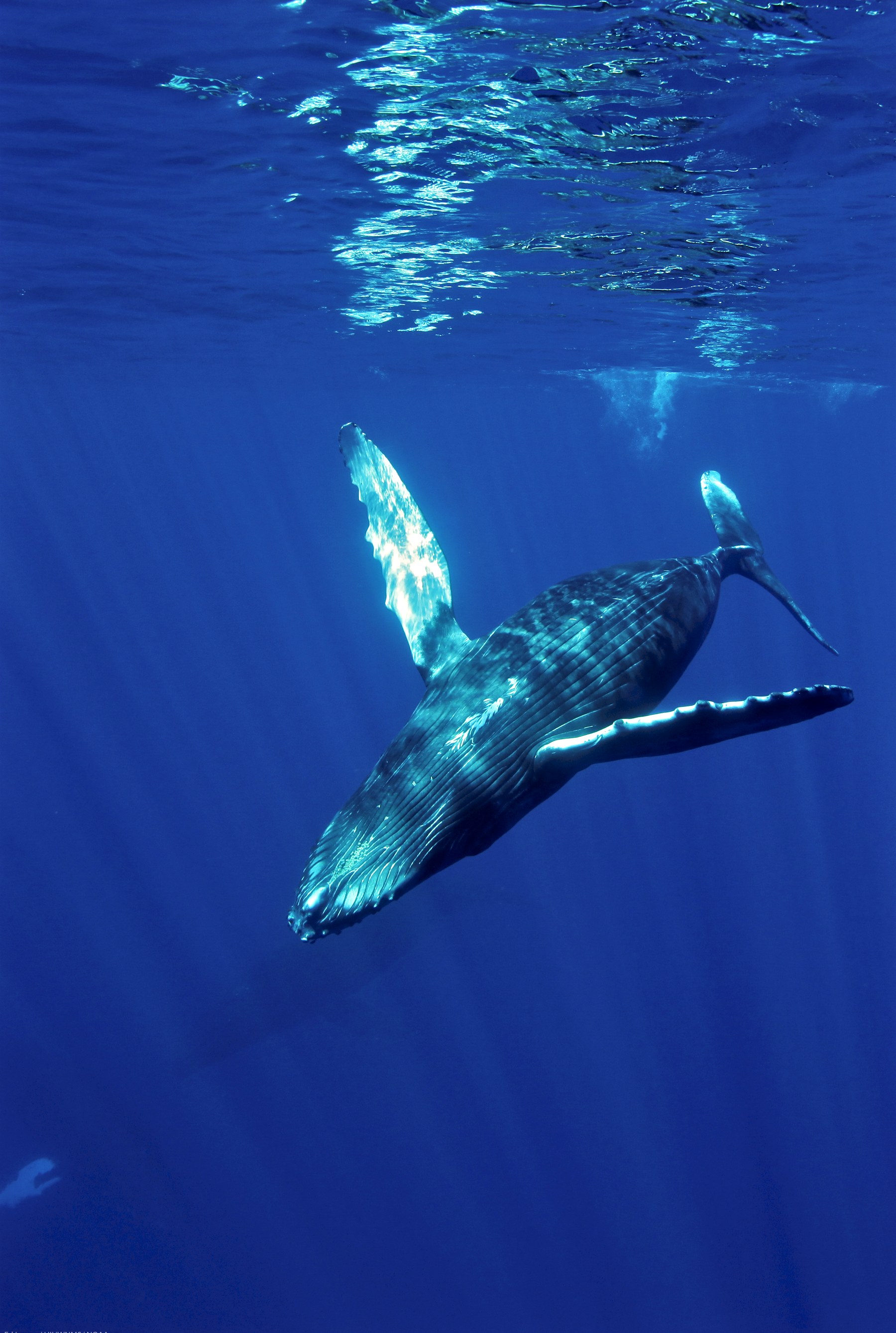 Ballena bajo el agua de fondo