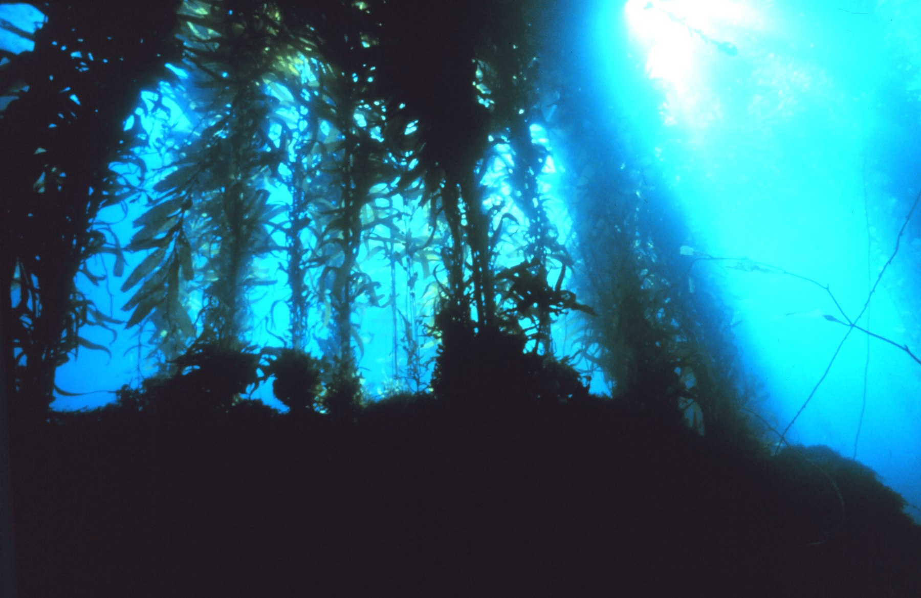 Bosque de algas gigantes bajo el agua, luz filtrándose desde la superficie